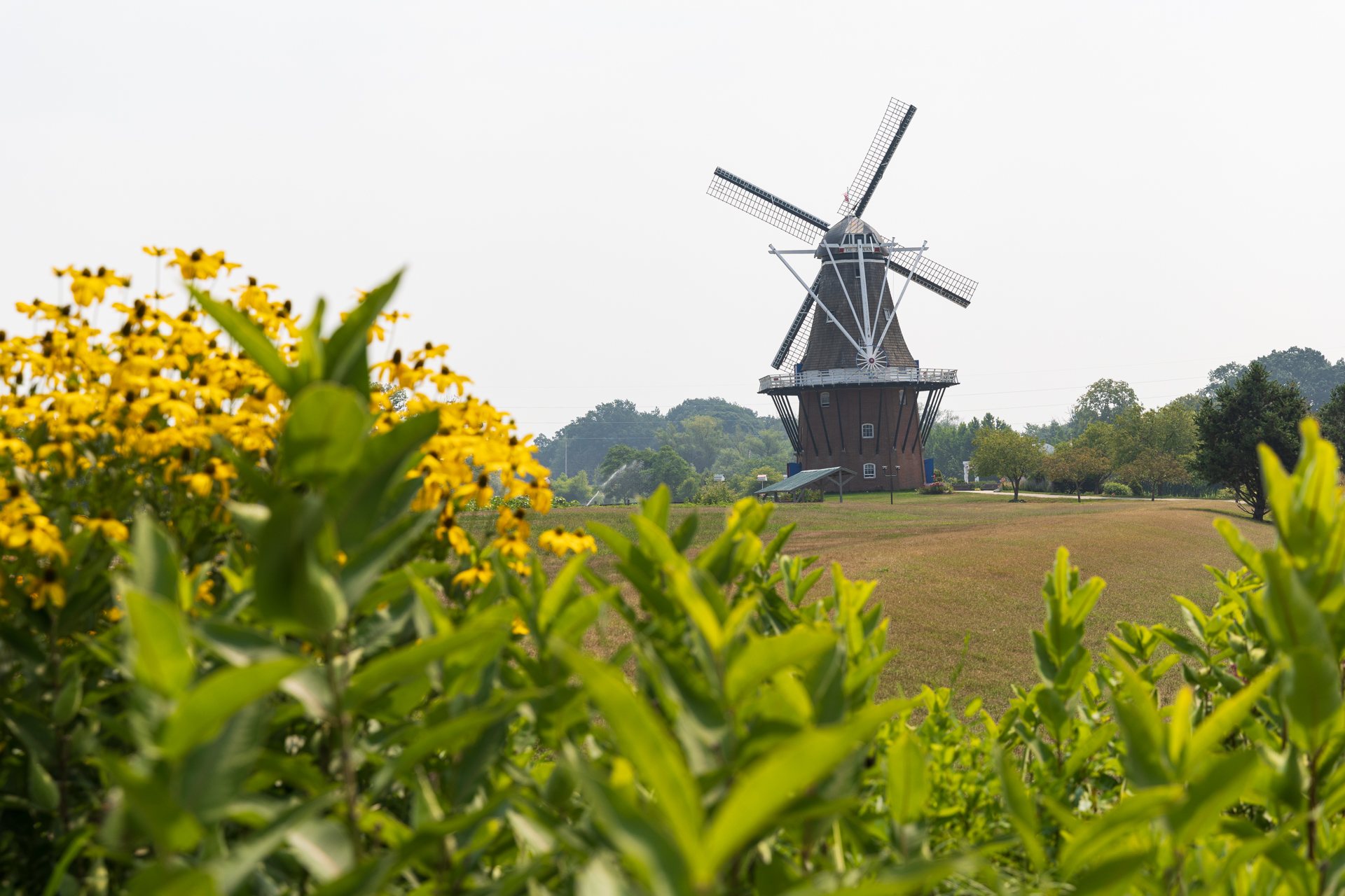 Windmill · Susans