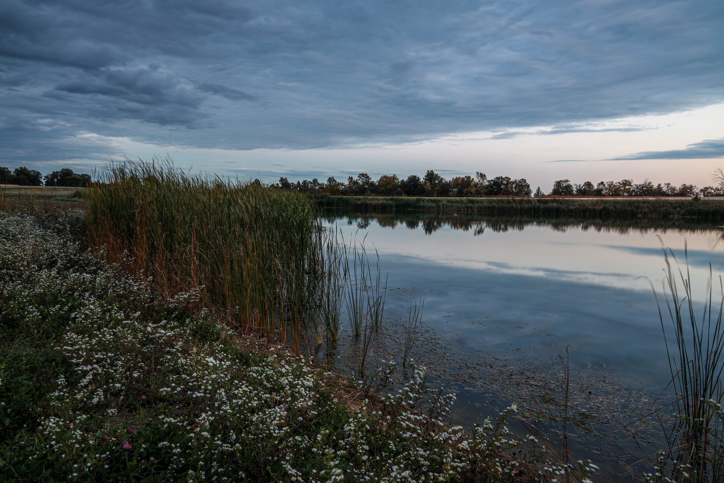 Pond · Asters